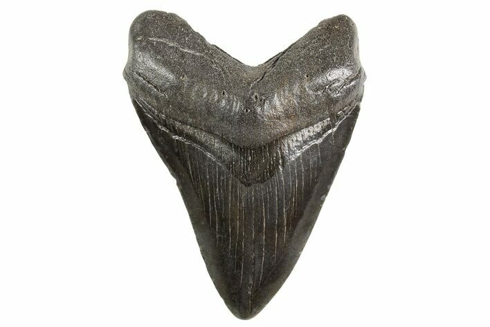 Fossil Megalodon Tooth - South Carolina #321337